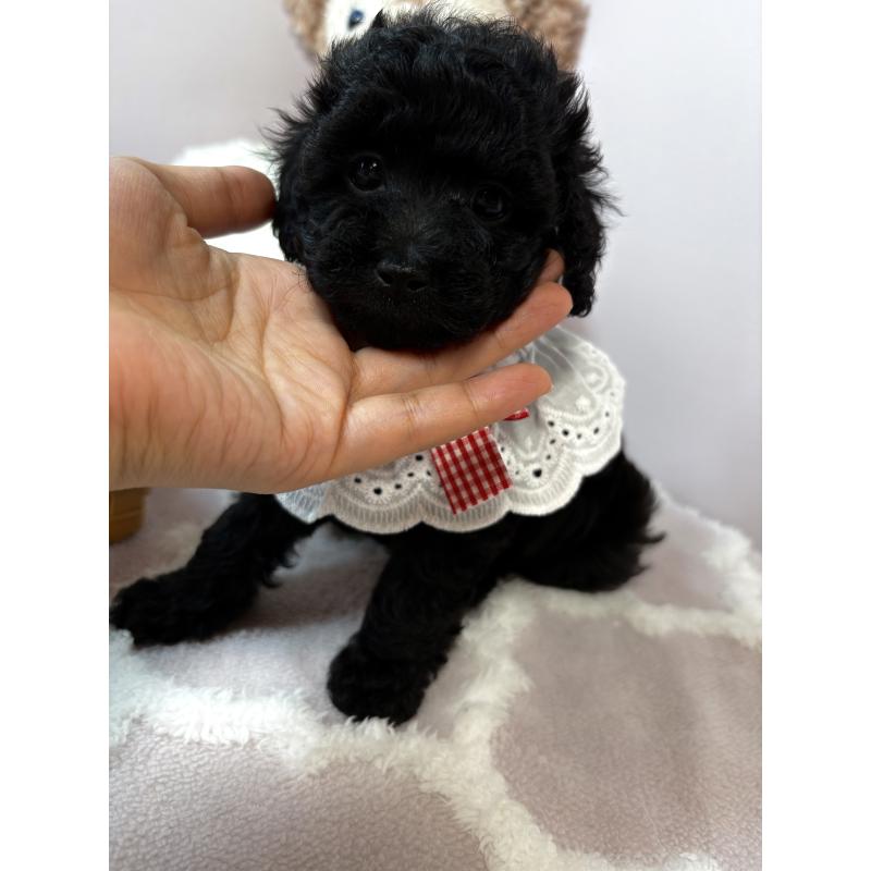 成約済の福岡県のトイプードル-427150の3枚目