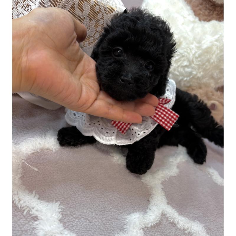 成約済の福岡県のトイプードル-427150の2枚目