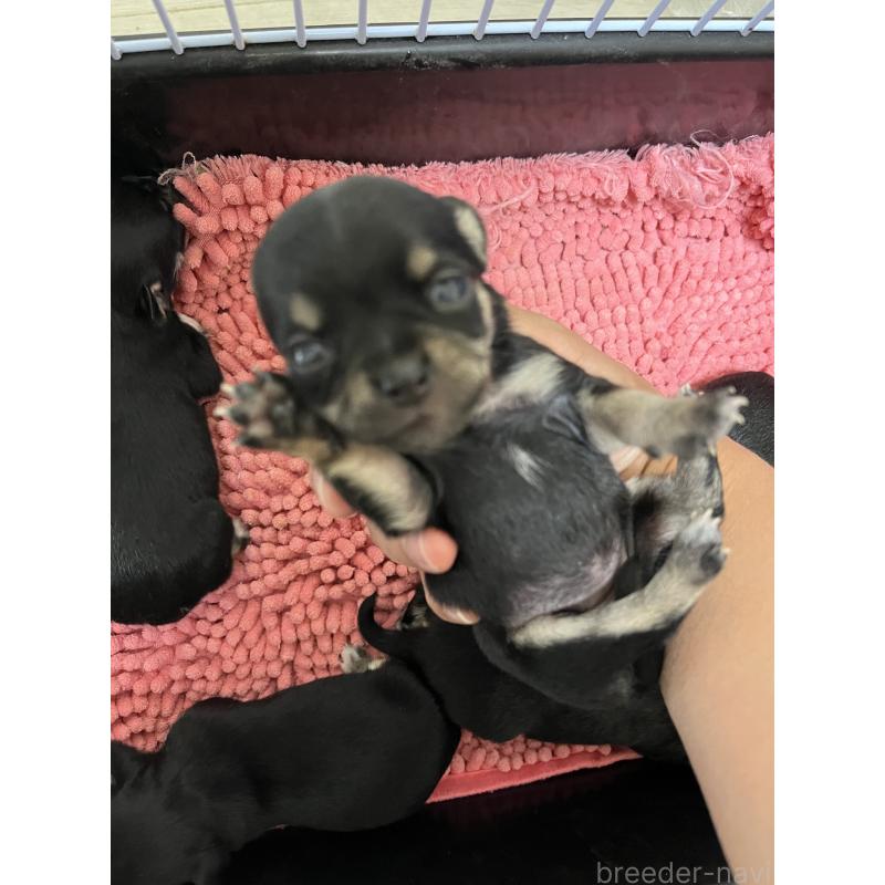 販売中の熊本県のチワワ(スムースコート)-431862