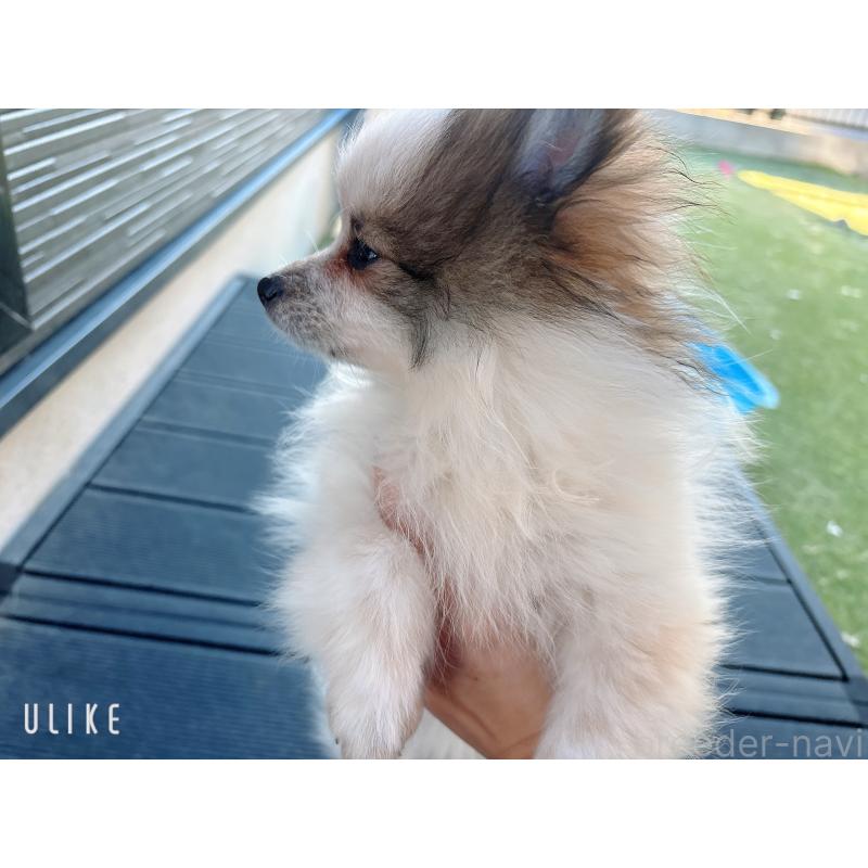 販売中の山口県のポメラニアン-431865の9枚目