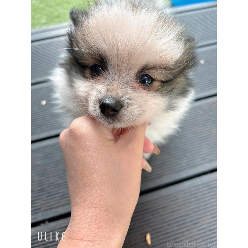 販売中の山口県のポメラニアン-431865の7枚目
