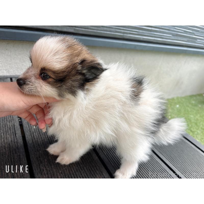 販売中の山口県のポメラニアン-431865の6枚目