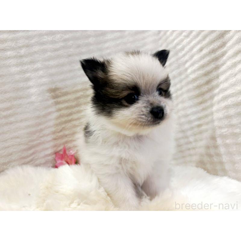 販売中の山口県のポメラニアン-431865の5枚目
