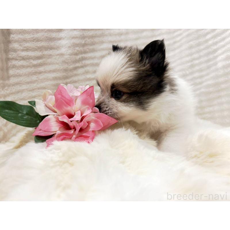 販売中の山口県のポメラニアン-431865の4枚目