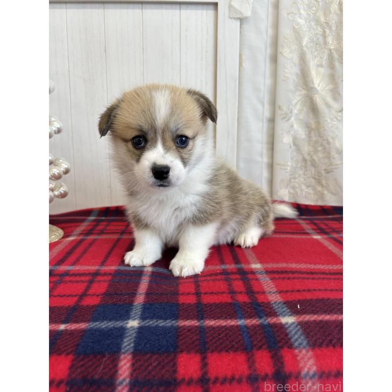 販売中の愛媛県のウェルシュコーギーペンブローク-431866の8枚目