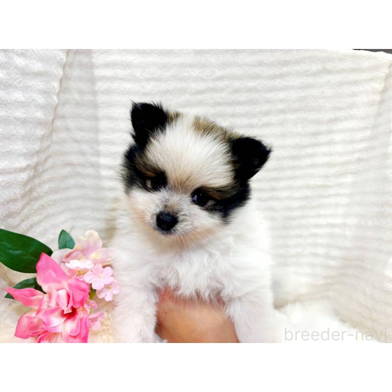 販売中の山口県のポメラニアン-431865の3枚目