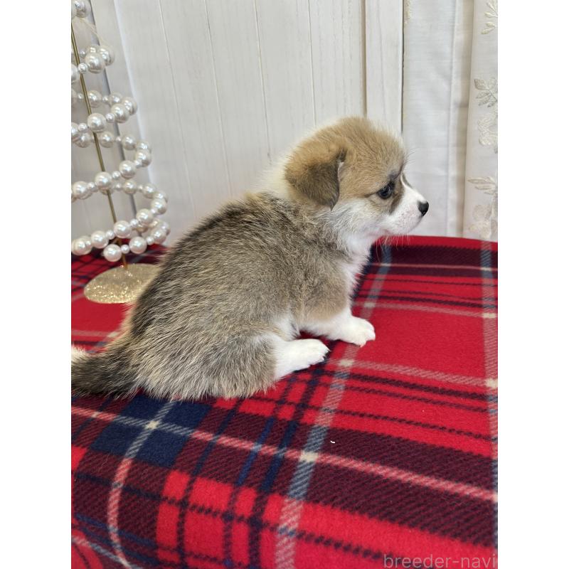 販売中の愛媛県のウェルシュコーギーペンブローク-431866の7枚目