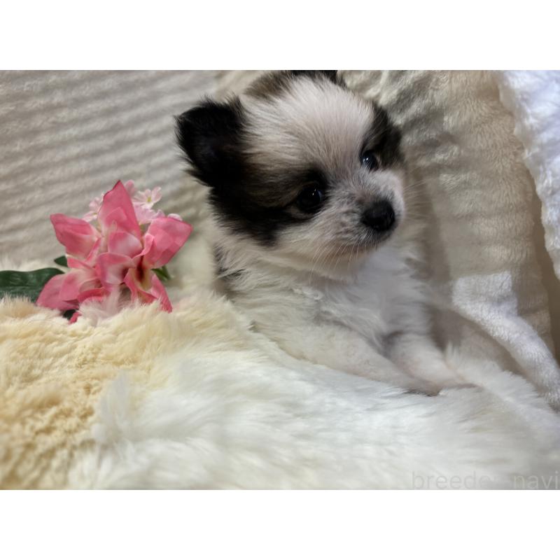 販売中の山口県のポメラニアン-431865の2枚目