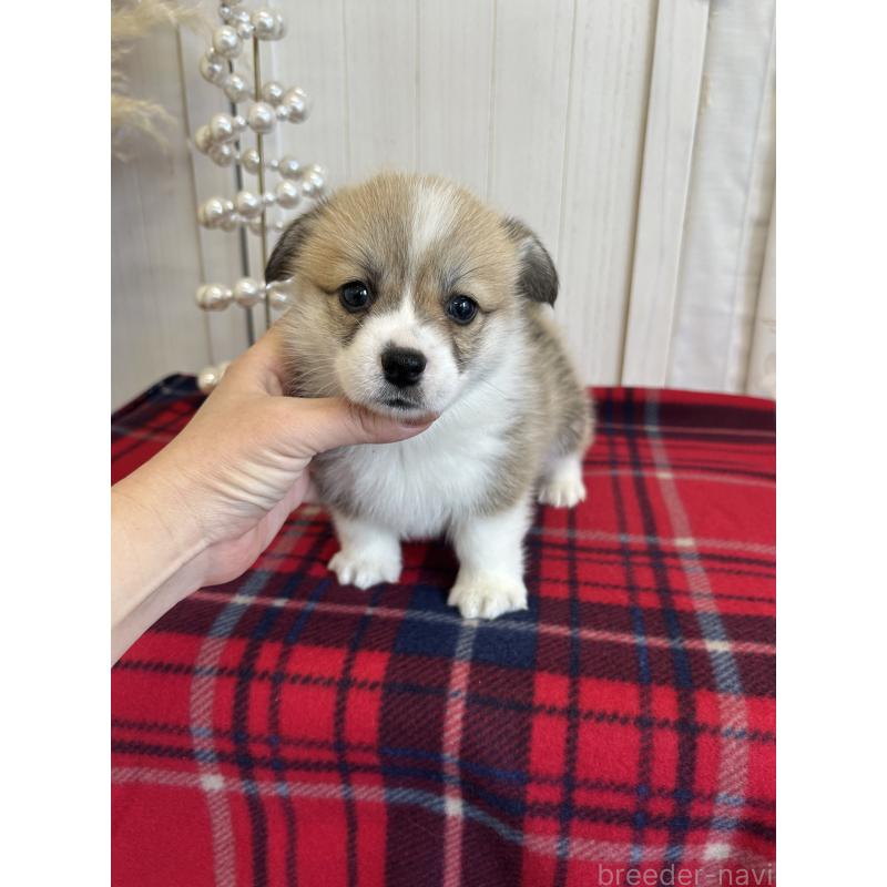 販売中の愛媛県のウェルシュコーギーペンブローク-431866の6枚目