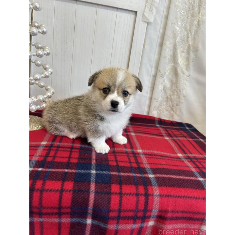 販売中の愛媛県のウェルシュコーギーペンブローク-431866の5枚目