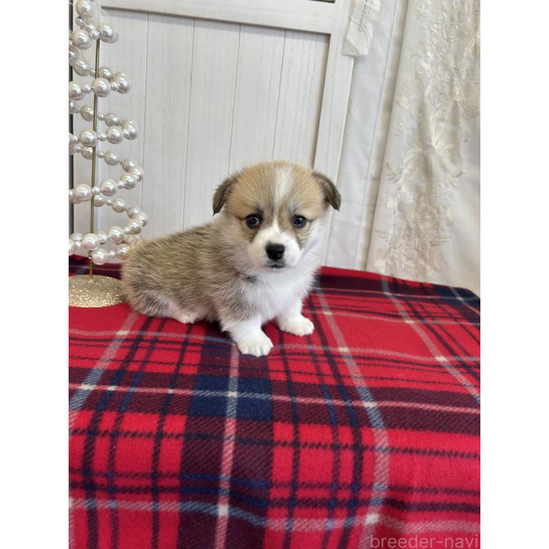 販売中の愛媛県のウェルシュコーギーペンブローク-431866の4枚目