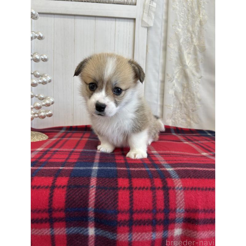 販売中の愛媛県のウェルシュコーギーペンブローク-431866の3枚目