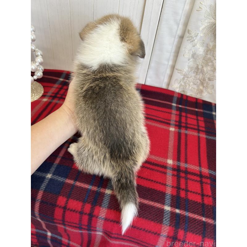 販売中の愛媛県のウェルシュコーギーペンブローク-431866の2枚目