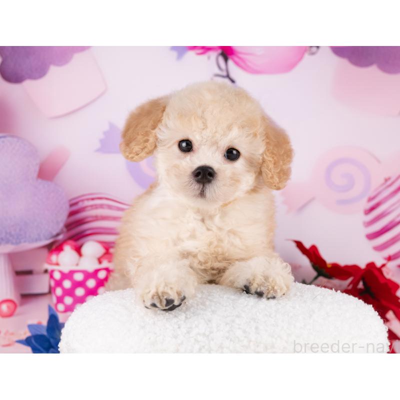 販売中の愛知県のトイプードル-431870の5枚目