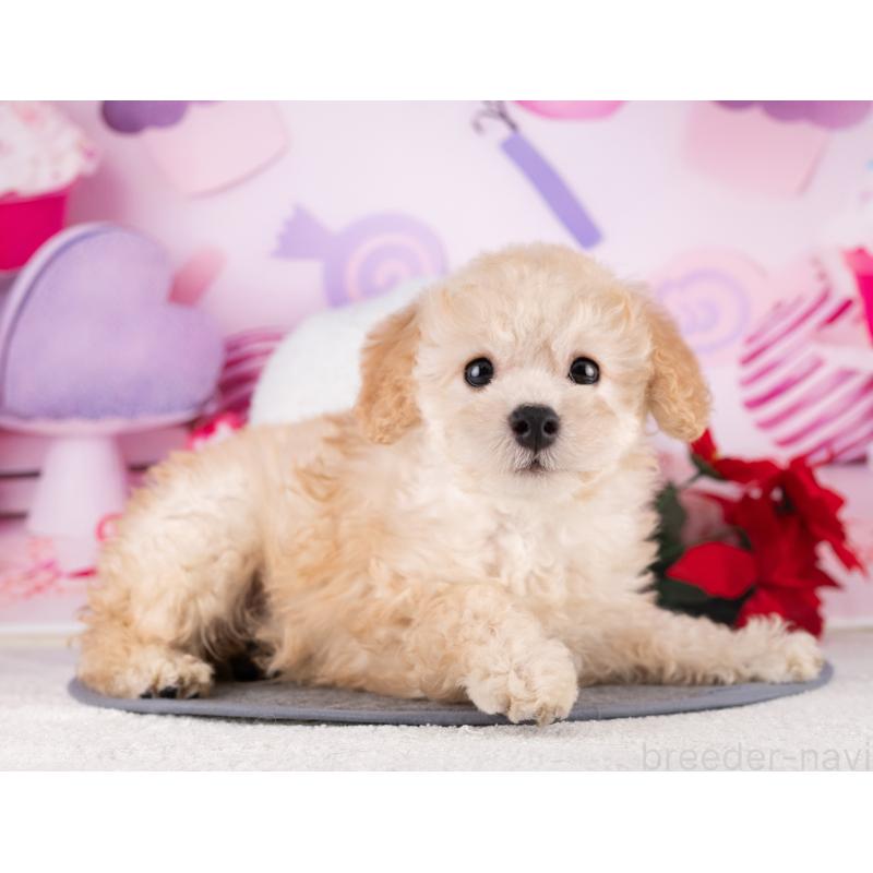 販売中の愛知県のトイプードル-431870の4枚目