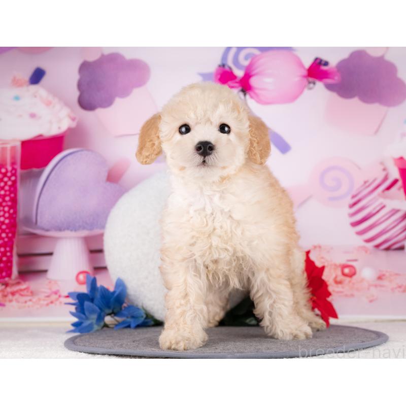 販売中の愛知県のトイプードル-431870の3枚目