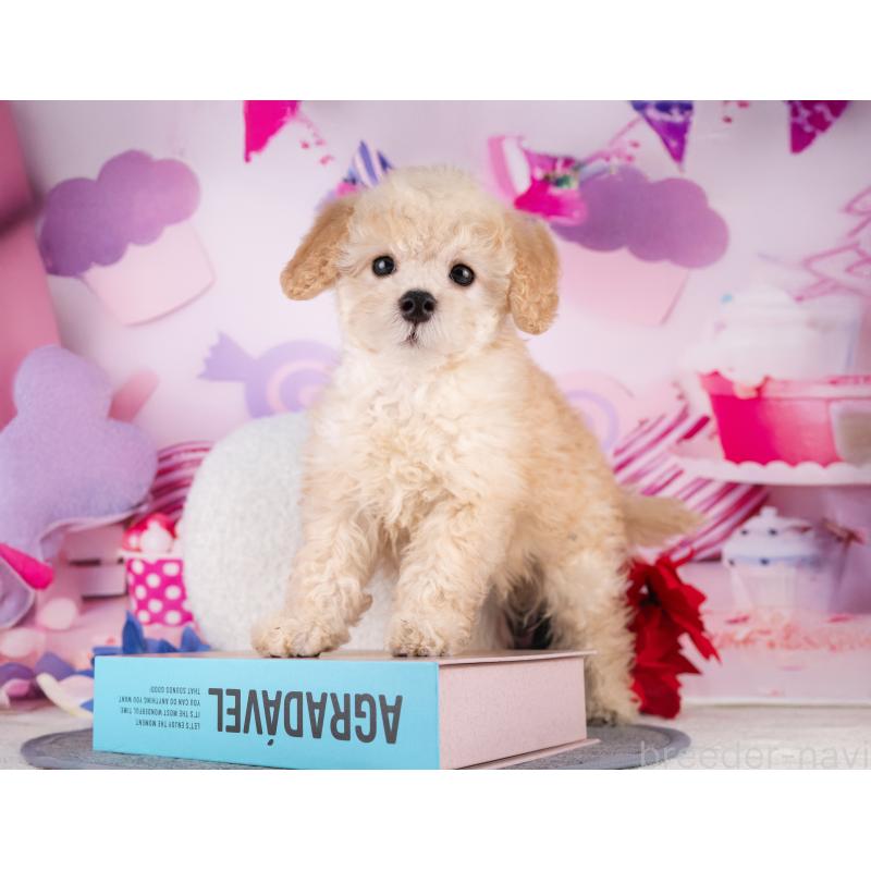 販売中の愛知県のトイプードル-431870の2枚目