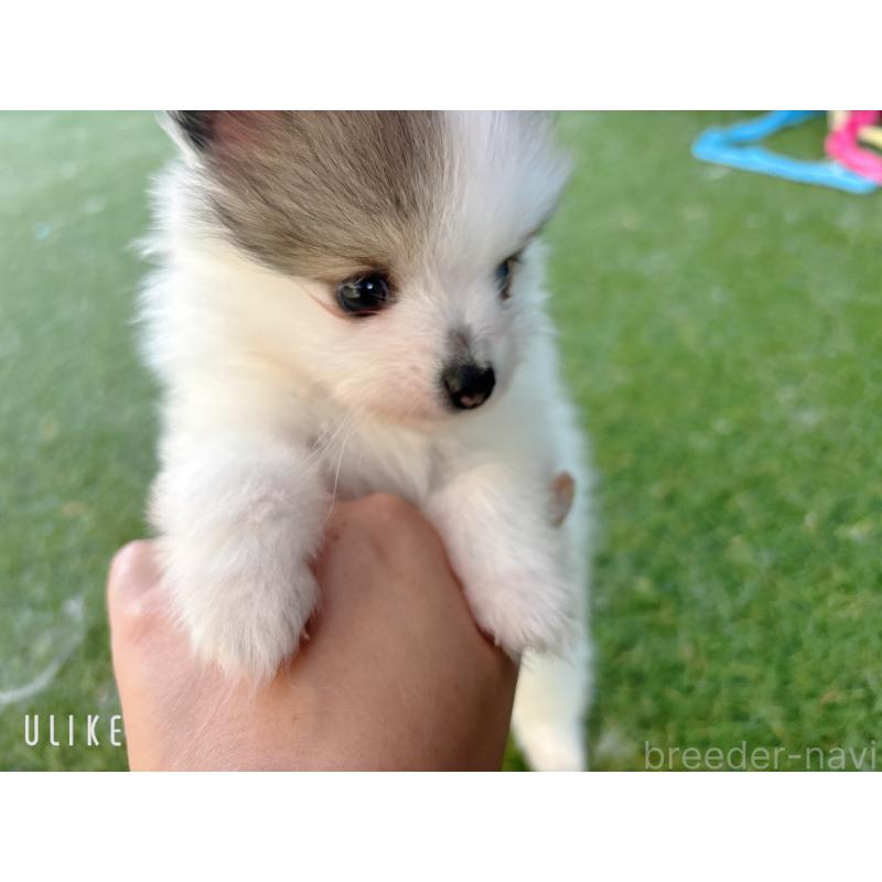 販売中の山口県のポメラニアン-431869の7枚目