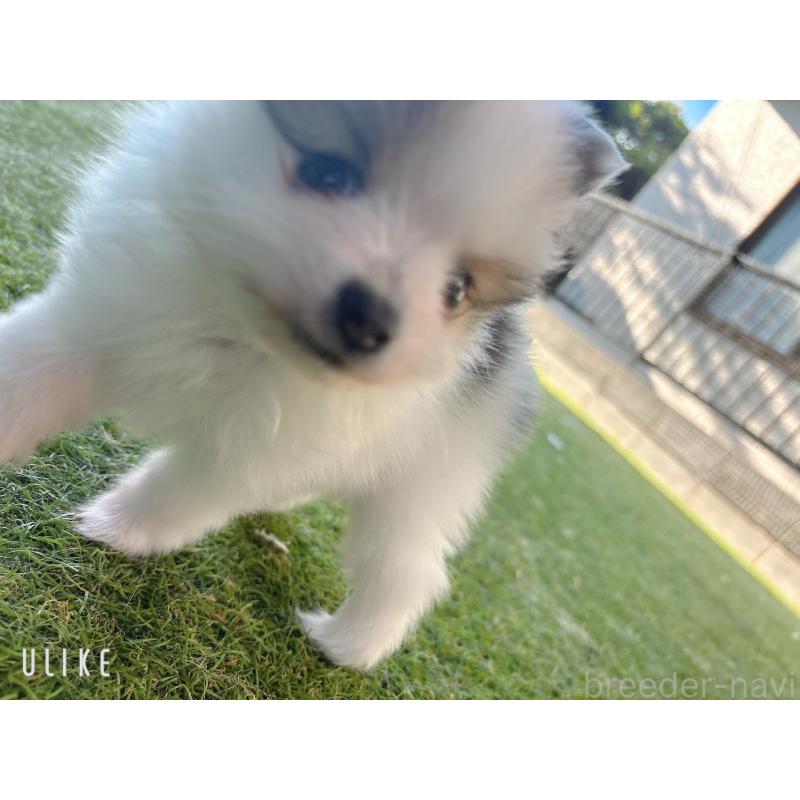 販売中の山口県のポメラニアン-431869の6枚目