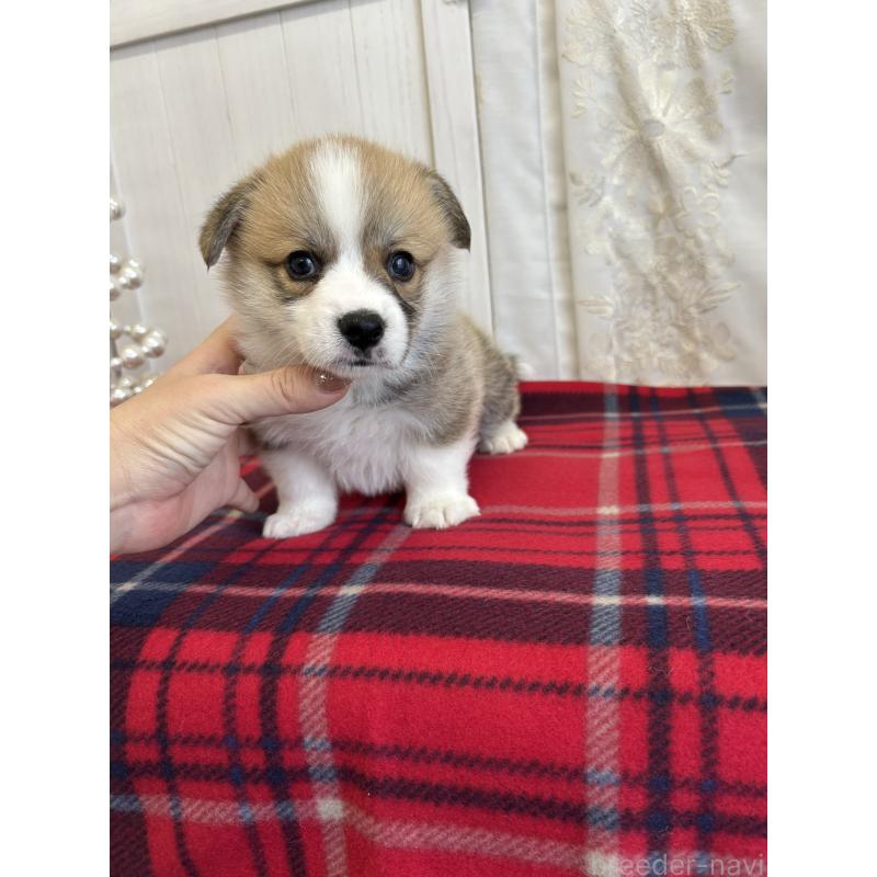 販売中の愛媛県のウェルシュコーギーペンブローク-431868の6枚目