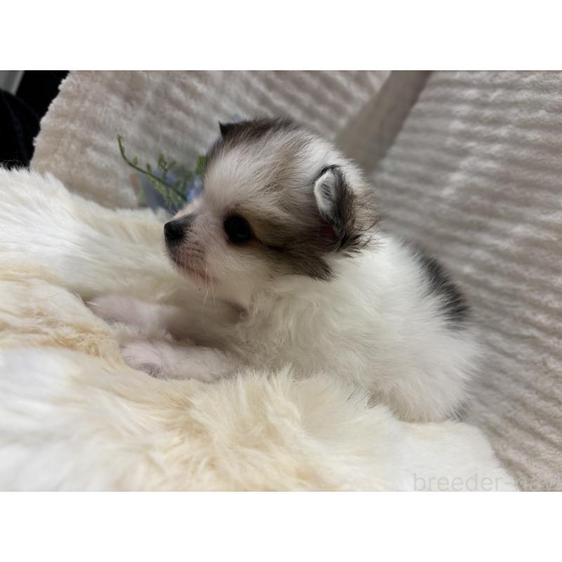 販売中の山口県のポメラニアン-431869の5枚目