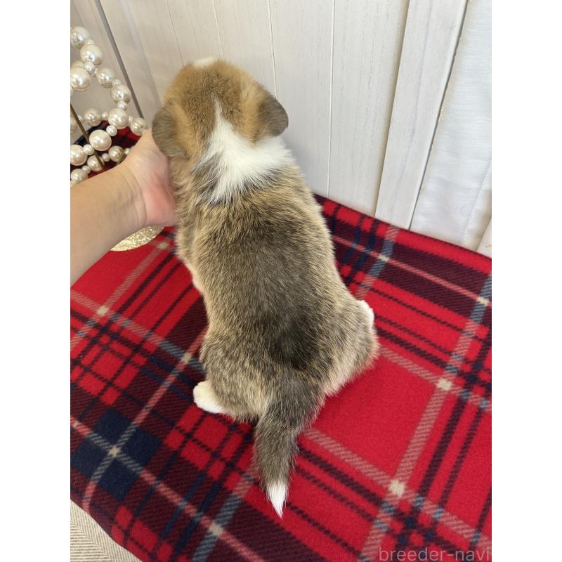 販売中の愛媛県のウェルシュコーギーペンブローク-431868の5枚目