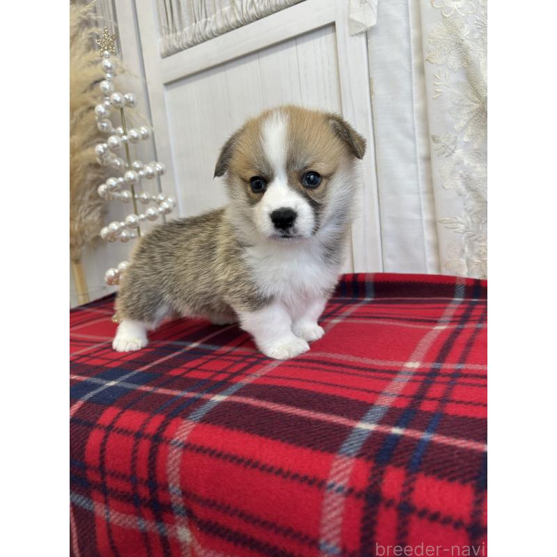 販売中の愛媛県のウェルシュコーギーペンブローク-431868の4枚目