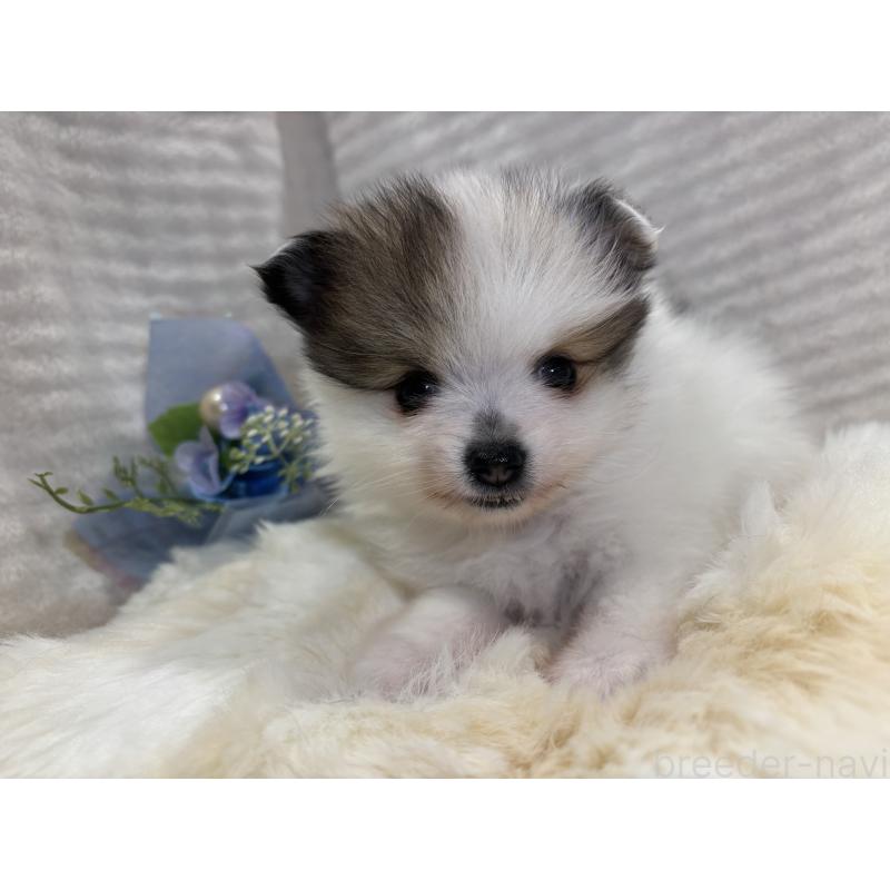 販売中の山口県のポメラニアン-431869の4枚目