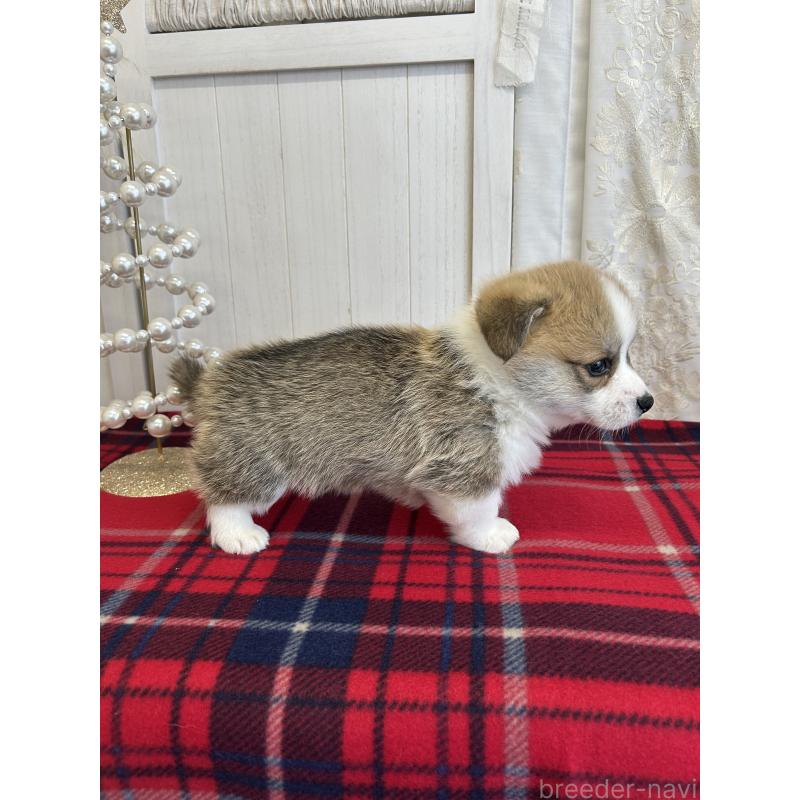 販売中の愛媛県のウェルシュコーギーペンブローク-431868の3枚目