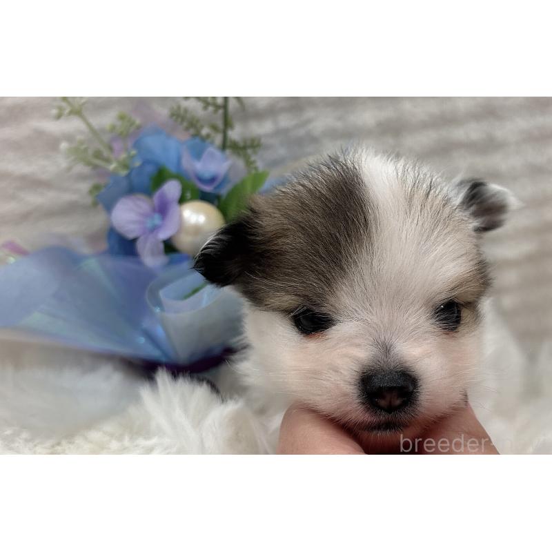販売中の山口県のポメラニアン-431869の3枚目