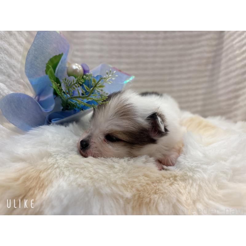 販売中の山口県のポメラニアン-431869の2枚目