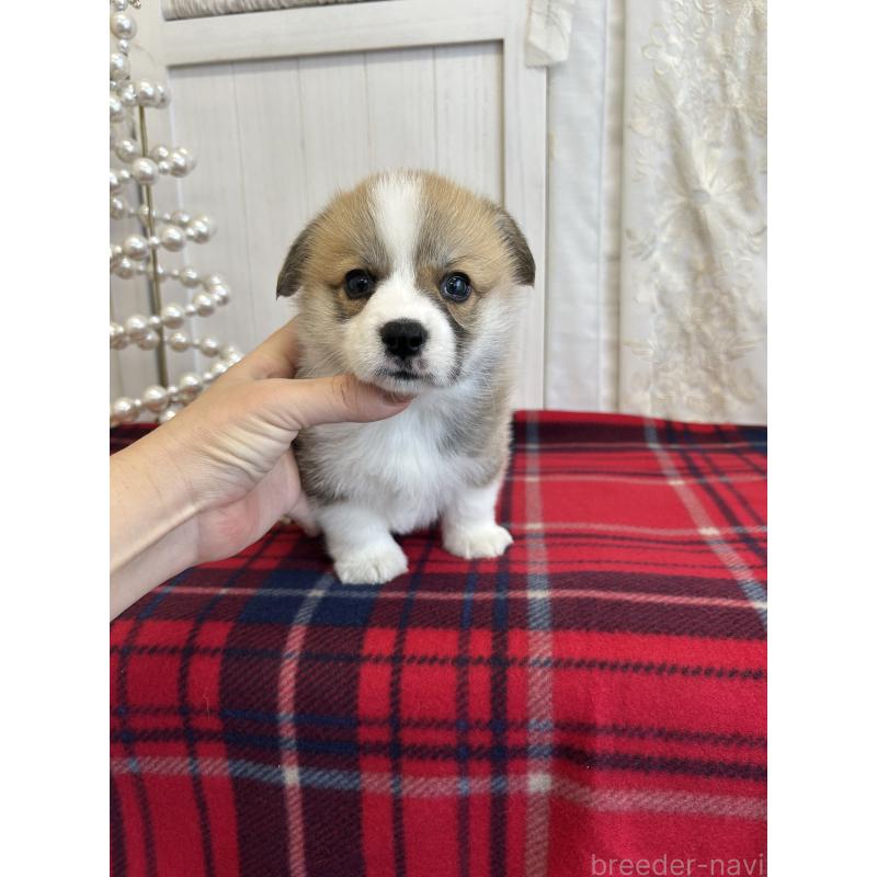 販売中の愛媛県のウェルシュコーギーペンブローク-431868の2枚目