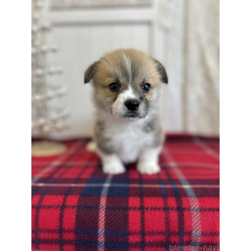 販売中の愛媛県のウェルシュコーギーペンブローク-431871の7枚目