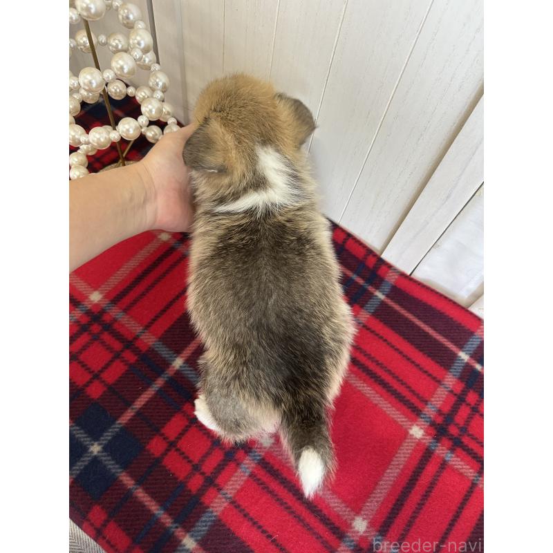 販売中の愛媛県のウェルシュコーギーペンブローク-431871の6枚目