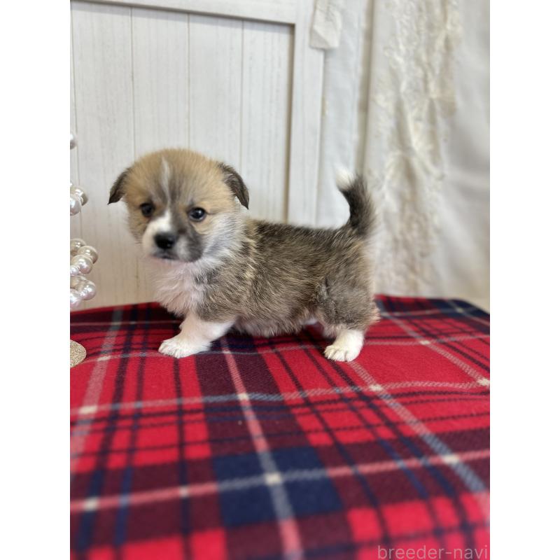 販売中の愛媛県のウェルシュコーギーペンブローク-431871の5枚目