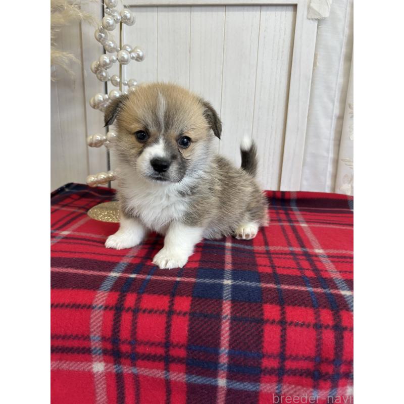 販売中の愛媛県のウェルシュコーギーペンブローク-431871の4枚目