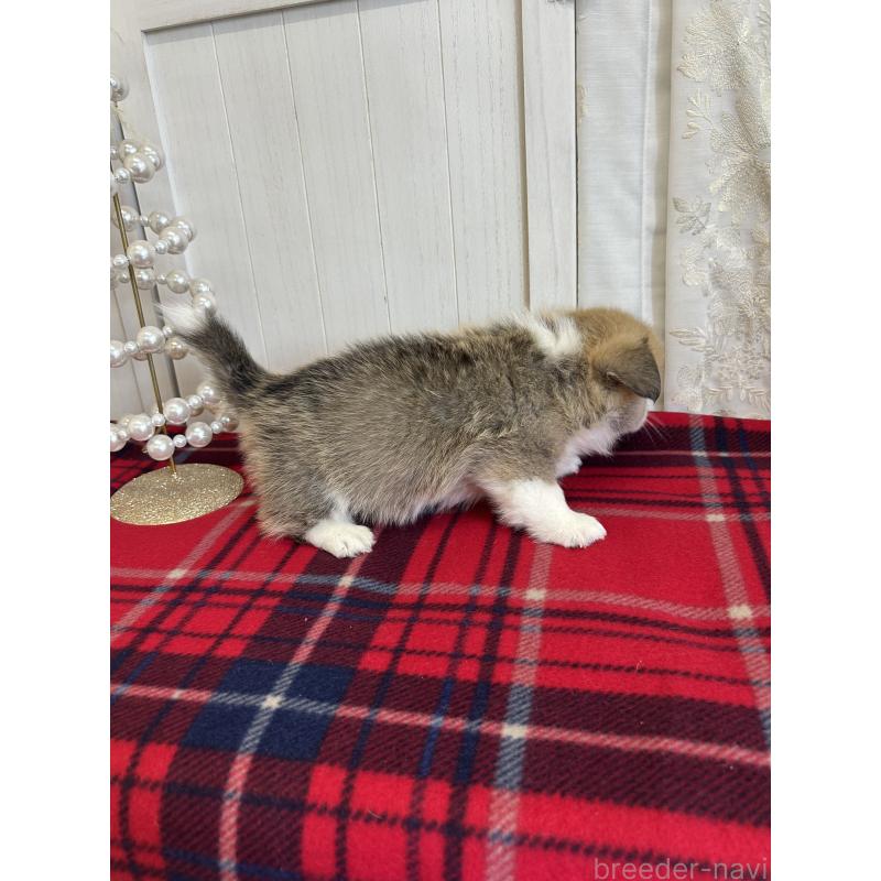 販売中の愛媛県のウェルシュコーギーペンブローク-431871の3枚目