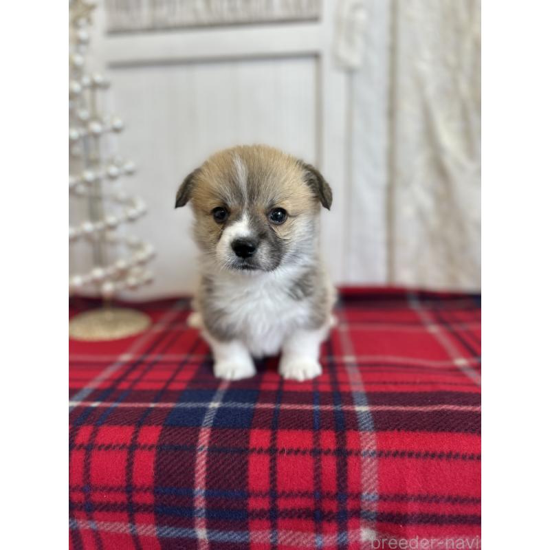 販売中の愛媛県のウェルシュコーギーペンブローク-431871の2枚目