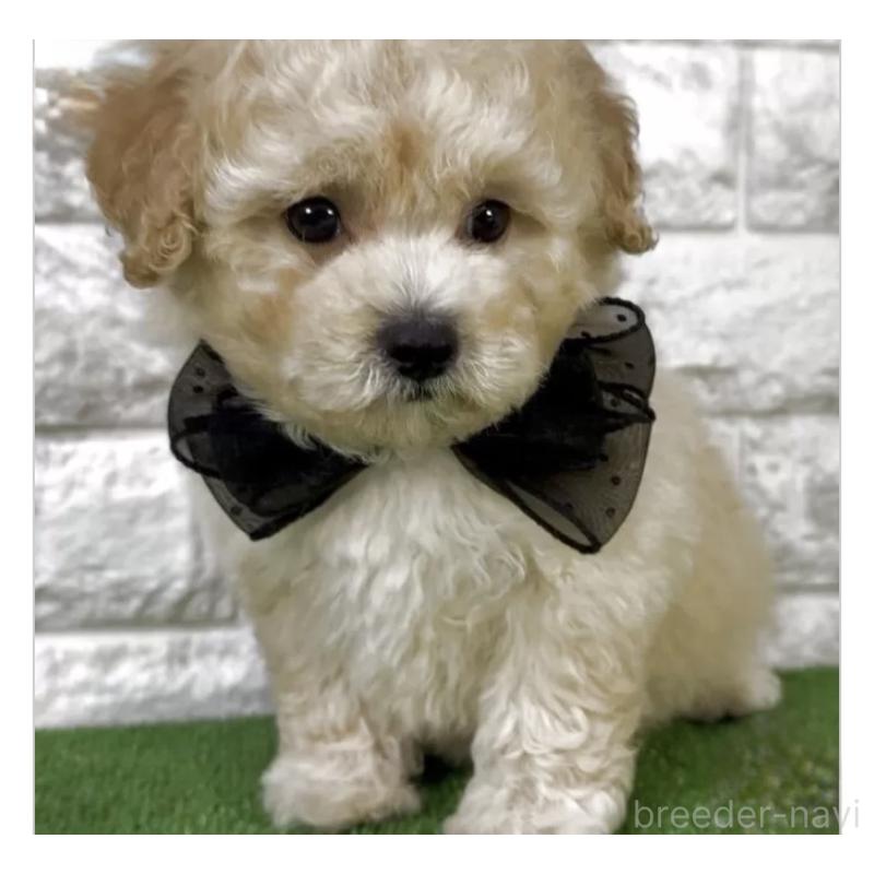 販売中の埼玉県のビションプー:ビションフリーゼ×トイプードル-431872の1枚目