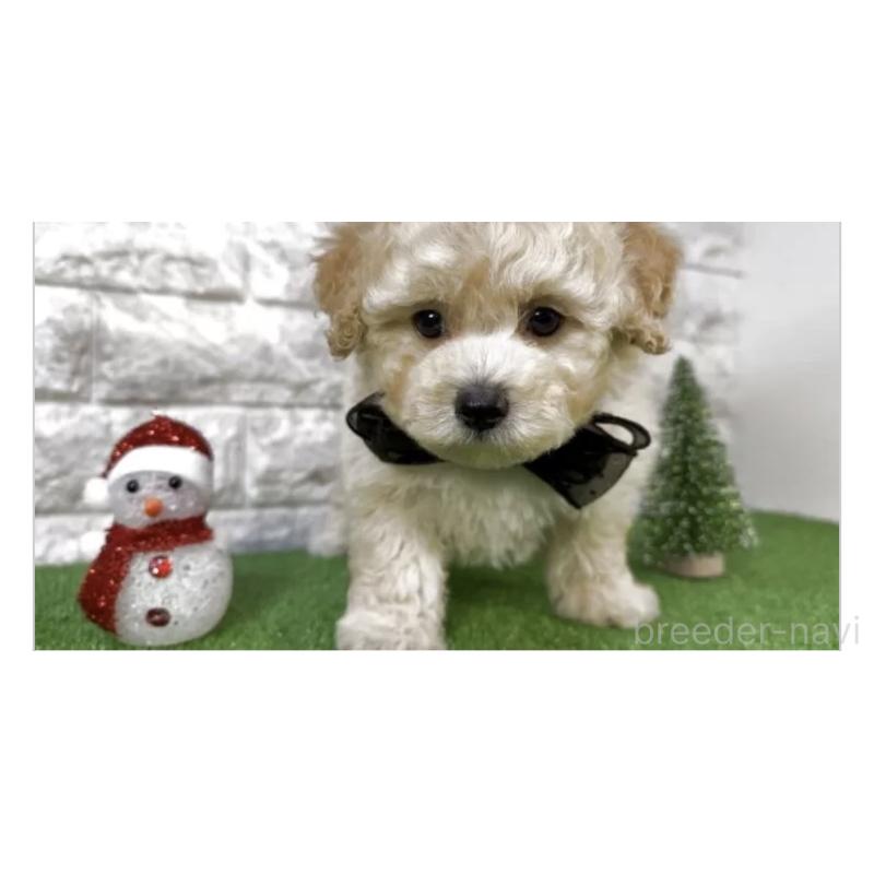 販売中の埼玉県のビションプー:ビションフリーゼ×トイプードル-431872の3枚目