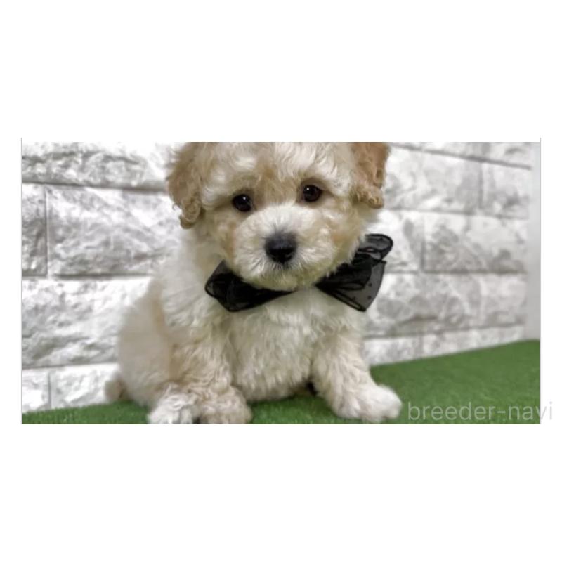 販売中の埼玉県のビションプー:ビションフリーゼ×トイプードル-431872の2枚目