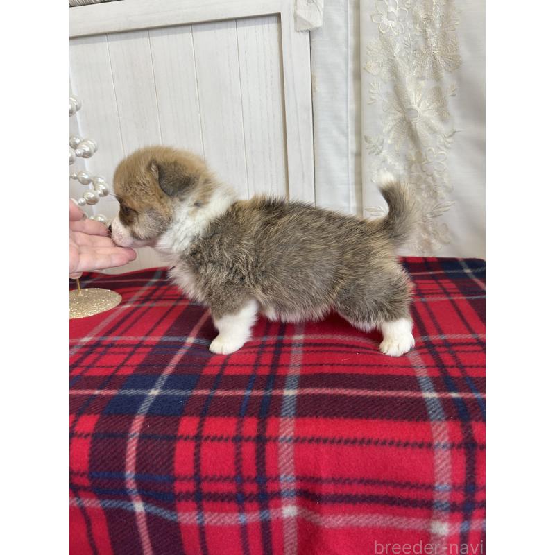 販売中の愛媛県のウェルシュコーギーペンブローク-431884の8枚目