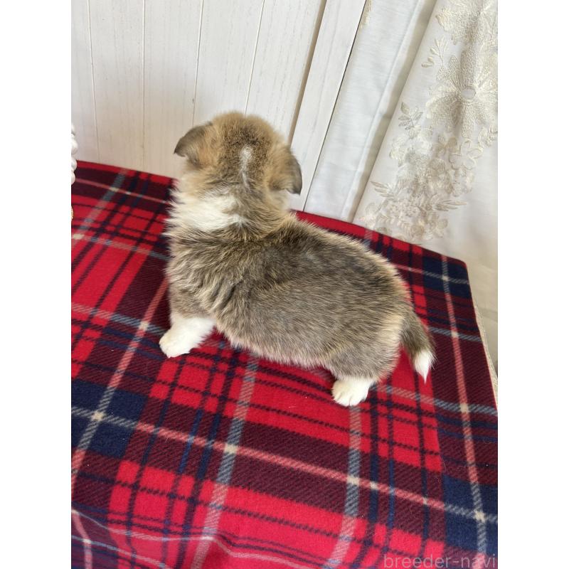 販売中の愛媛県のウェルシュコーギーペンブローク-431884の7枚目