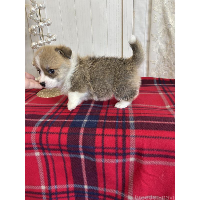 販売中の愛媛県のウェルシュコーギーペンブローク-431884の6枚目