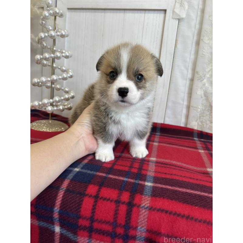 販売中の愛媛県のウェルシュコーギーペンブローク-431884の5枚目