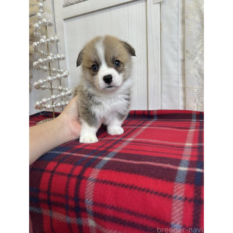 販売中の愛媛県のウェルシュコーギーペンブローク-431884の4枚目