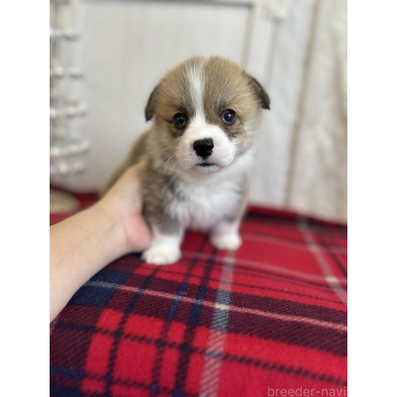 販売中の愛媛県のウェルシュコーギーペンブローク-431884の3枚目