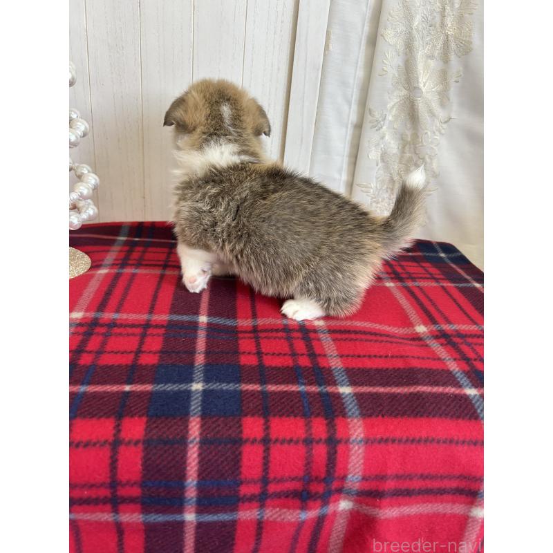 販売中の愛媛県のウェルシュコーギーペンブローク-431884の2枚目