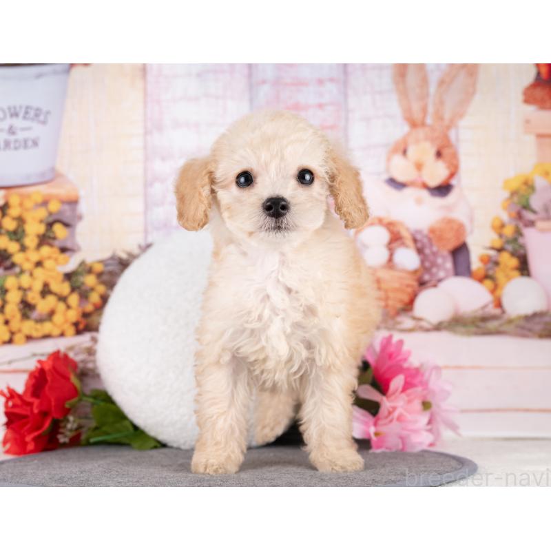 販売中の愛知県のトイプードル-431874の4枚目