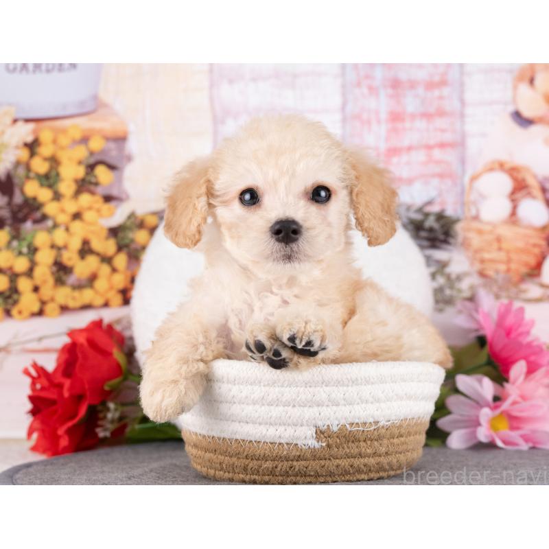 販売中の愛知県のトイプードル-431874の3枚目